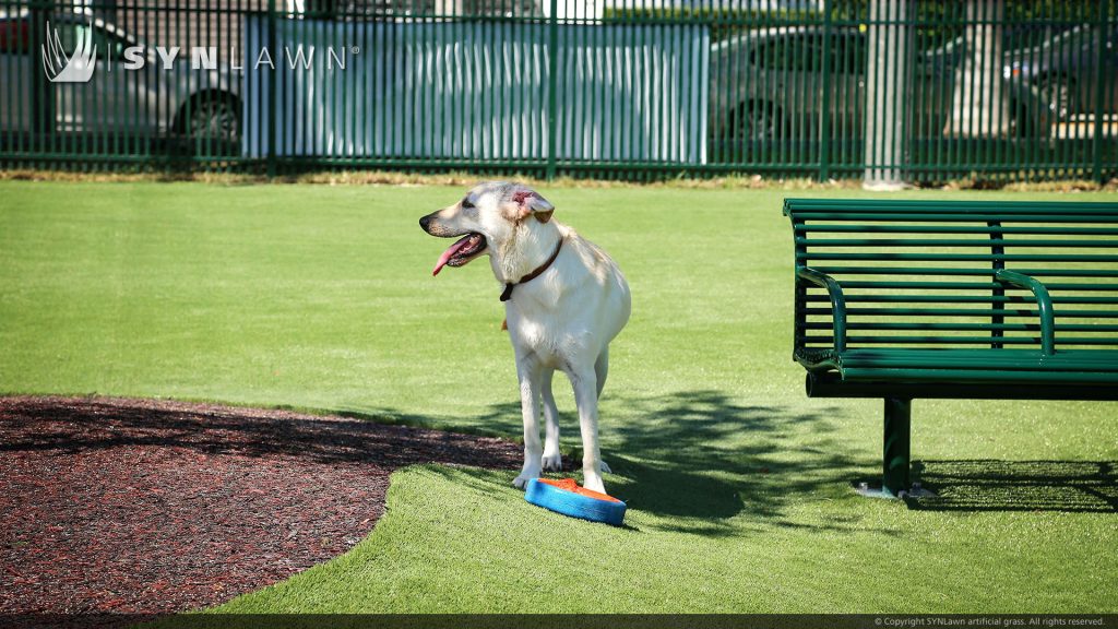 dog playing at dog park artificial grass lawn